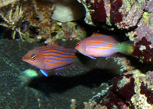 male and female six stripe fish