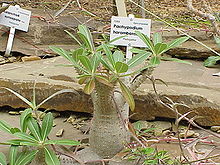 Pachypodium horombense0.jpg