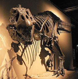 Tiranozauro griaučiai (Tyrannosaurus rex)
