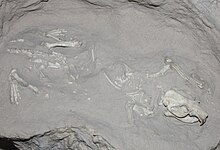 Paleocastor fossil at AMNH.jpg