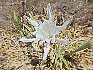 Pancratium maritimum (Amaryllidaceae)