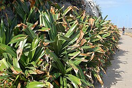 Pandanus dubius au Malecón (La Havane, Cuba)