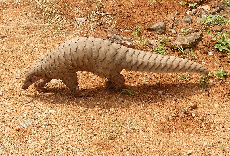 File:Pangolin brought to the Range office, KMTR AJTJ cropped.jpg