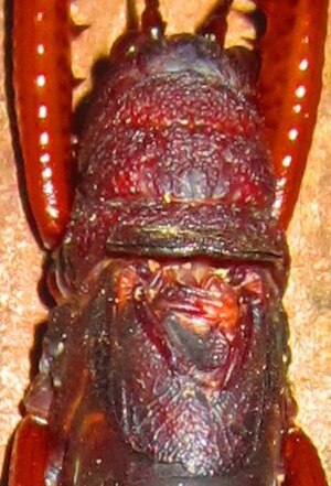 Detail of anterior dorsal aspect of a male katydid of the genus Panoploscelis. The tegmina constitute the sound generator for these insects.