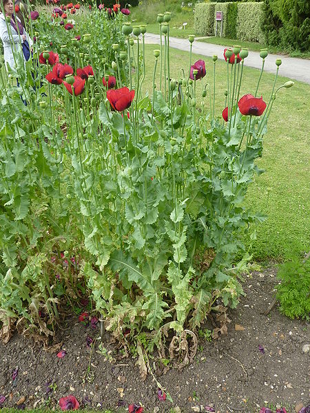 File:Papaver somniferum 'Opium poppy' (Papaveraceae) plant.JPG