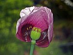 Papaveraceae - Papaver setigerum-4.JPG