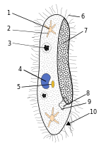 Vignette pour Cytoprocte