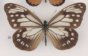 Parantica sulewattan Fruhstorfer (female), Sulawesi (G. Lompobatang, 1000-2000 m, 1896, W. Doherty, C. Oberthür Coll.).png
