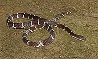 Suzhens Krait