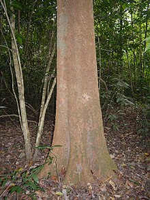 Parinari anamensis trunk.jpg