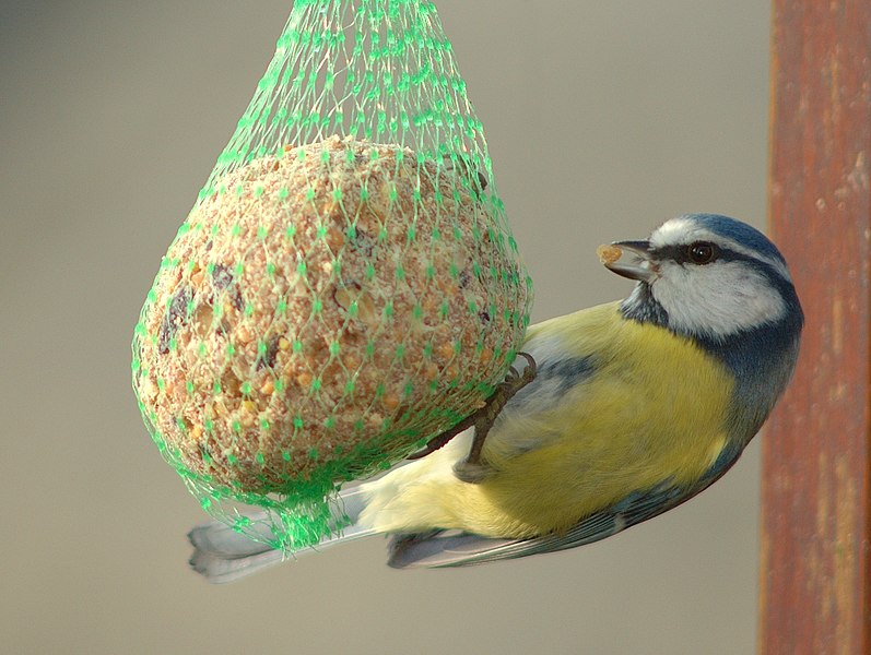 File:Parus caeruleus 5 Luc Viatour.jpg