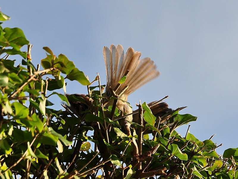 File:Passer Domesticus - Utoquai 2011-07-23 19-30-58.JPG