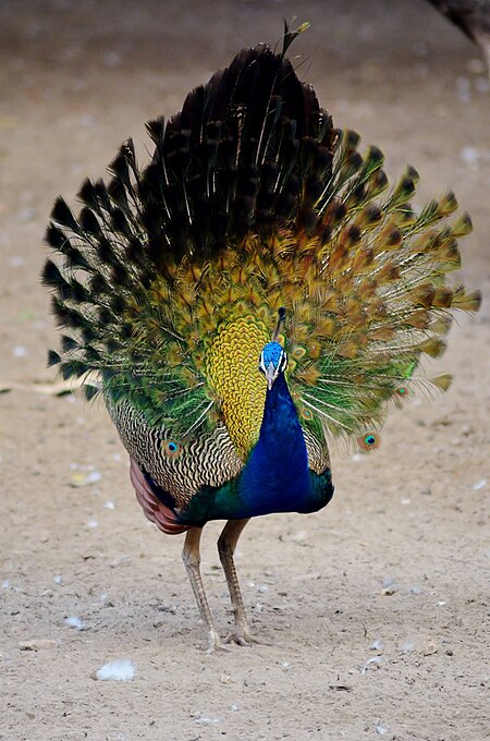 ไฟล์:Peacock dance beautiful 3.jpg