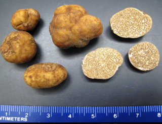 <span class="mw-page-title-main">Pecan truffle</span> Species of truffle (Tuber lyonii)