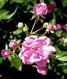 The "Peggy Martin Rose" survived 20 feet of salt water over the garden of Mrs. Peggy Martin, Plaquemines Parish, Louisiana, after Hurricane Katrina. It is a thornless climbing rose. Peggy Martin climbing -- rose.jpg