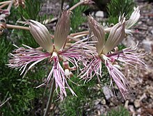 Pelargoniumbowkeri.jpg