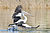 Pelecanus conspicillatus - Austins Ferry pouncing 1.jpg