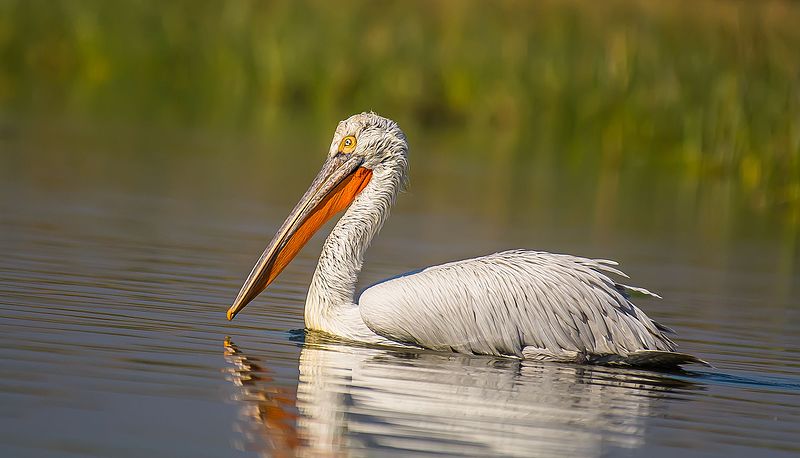 File:Pelican NalSarovar.jpg