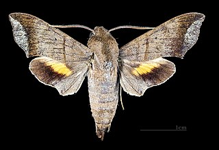 <i>Perigonia lefebvraei</i> Species of moth