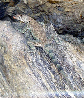 Banded rock lizard Species of lizard