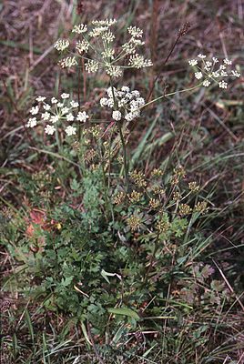 Mountain hair strand (Peucedanum oreoselinum)