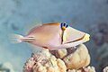 * Nomination Assasi triggerfish (Rhinecanthus assasi), Red Sea, Egypt --Poco a poco 01:11, 20 August 2023 (UTC) * Promotion  Support Good quality. --Johann Jaritz 02:19, 20 August 2023 (UTC)