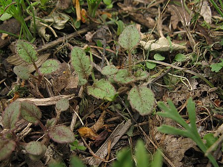 Phacelia campanularia seedlings.jpg