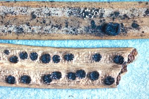 Gremmenia infestans (Syn. Phacidium infestans) op naalden van de Colorado-spar