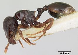 Phalacromyrmex fugax