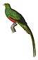 Quetzal pavonin