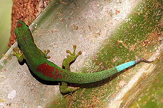 <i>Phelsuma lineata</i> Species of lizard