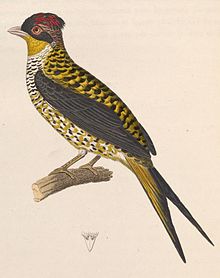 Phibalura flavirostris 1838.jpg