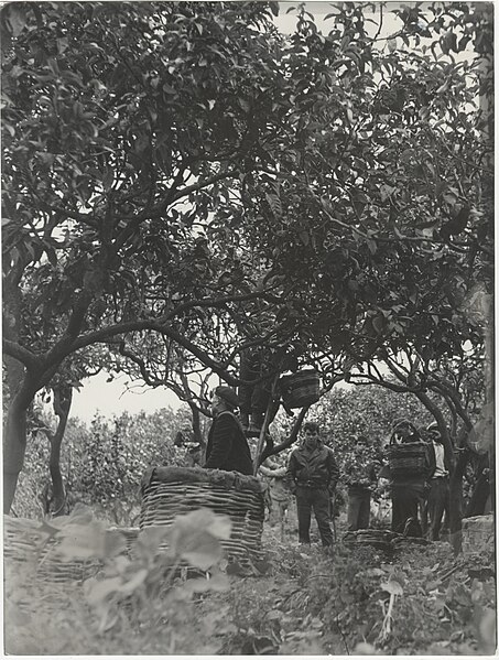 File:Photo Bergamot harvest 1965 - Touring Club Italiano 1.2949.jpg