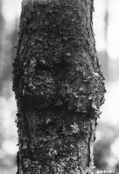 ファイル:Photograph of Stem Infection in Jack Pine Gall on a Five Inch Tree - NARA - 2127598.tif