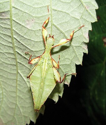 True leaf insects, like this Phyllium bilobatum, belong to the family Phylliidae.