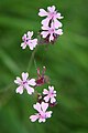 (Silene aegyptiaca)