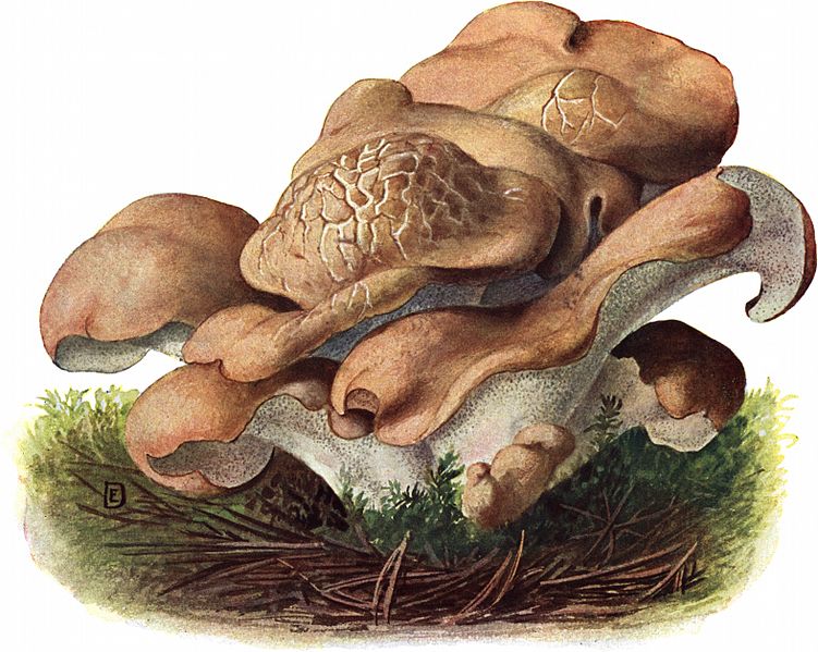 File:Pilze d. Heimat, T. 20 - Polyporus confluens.jpg