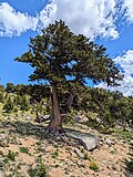 Thumbnail for Pinus aristata