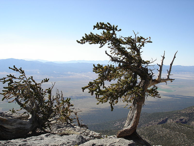 File:Pinus longaeva Mt Washington.jpg