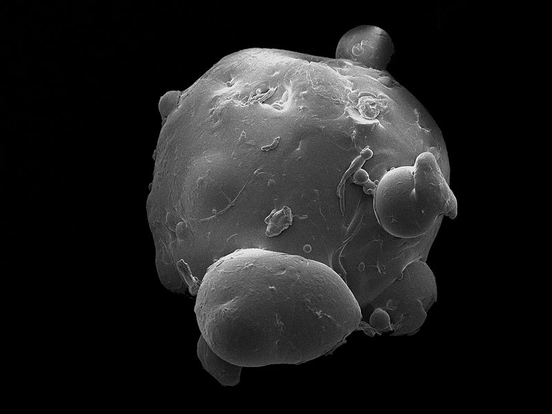 File:Plastic microbead Andrew Watts research.jpg