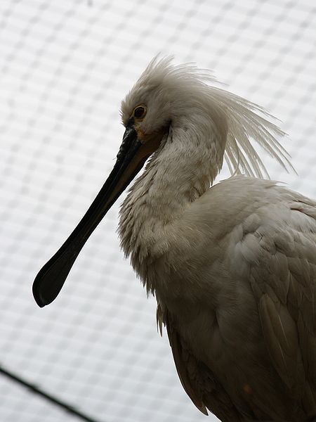 File:Platalea leucorodia, ZOO Praha 979.jpg