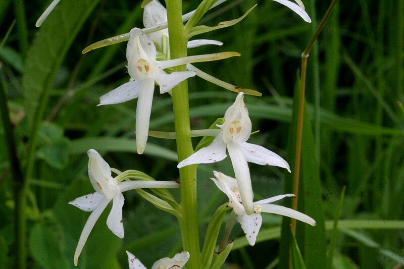 File:Platanthera bifolia ENBLA01.JPG