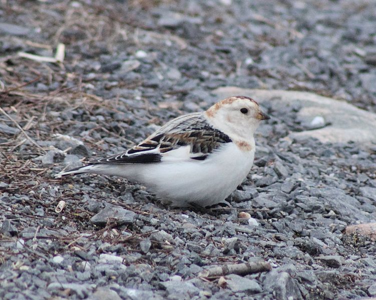 File:Plectrophenax nivalis Oulu 20140414 01.JPG