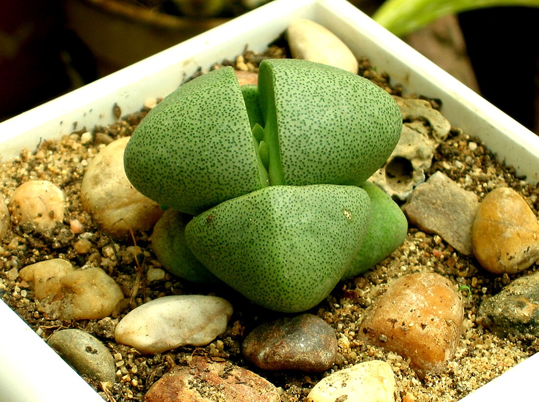 Pleiospilos