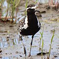 Summer plumage; Aichi prefecture, Japan