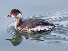 Podiceps nigricollis.JPG