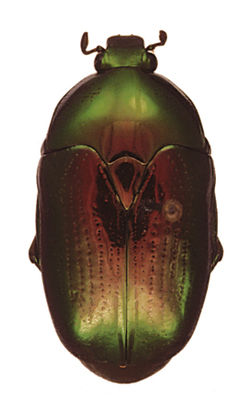 Poecilopharis makiraensis Type.jpg