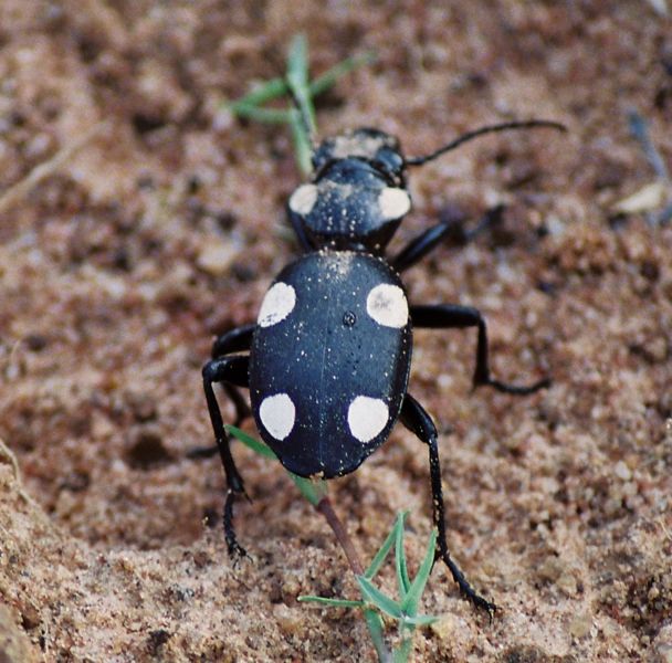 File:PolkaDottedBeetle.jpg