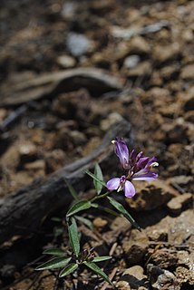 <i>Polygala californica</i> species of plant