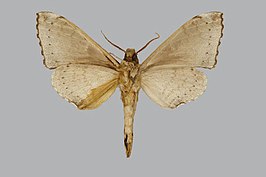 Polyptychus paupercula